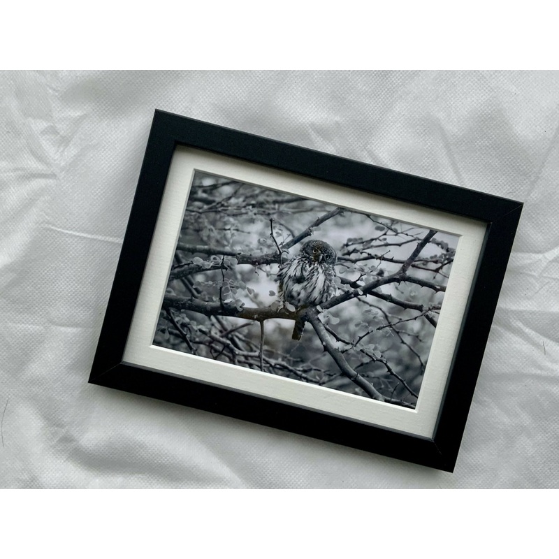 Hoooo are you looking at? – Small