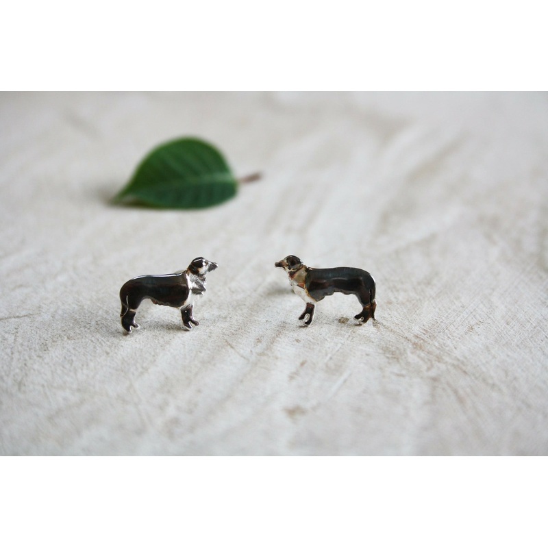Border Collie Studs