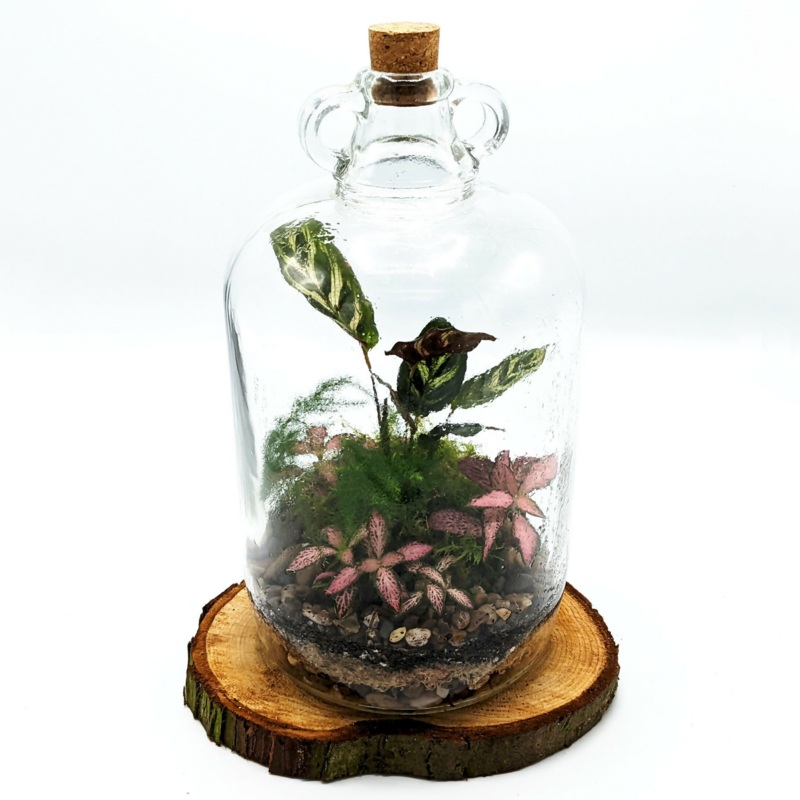 Large Demijohn Terrarium