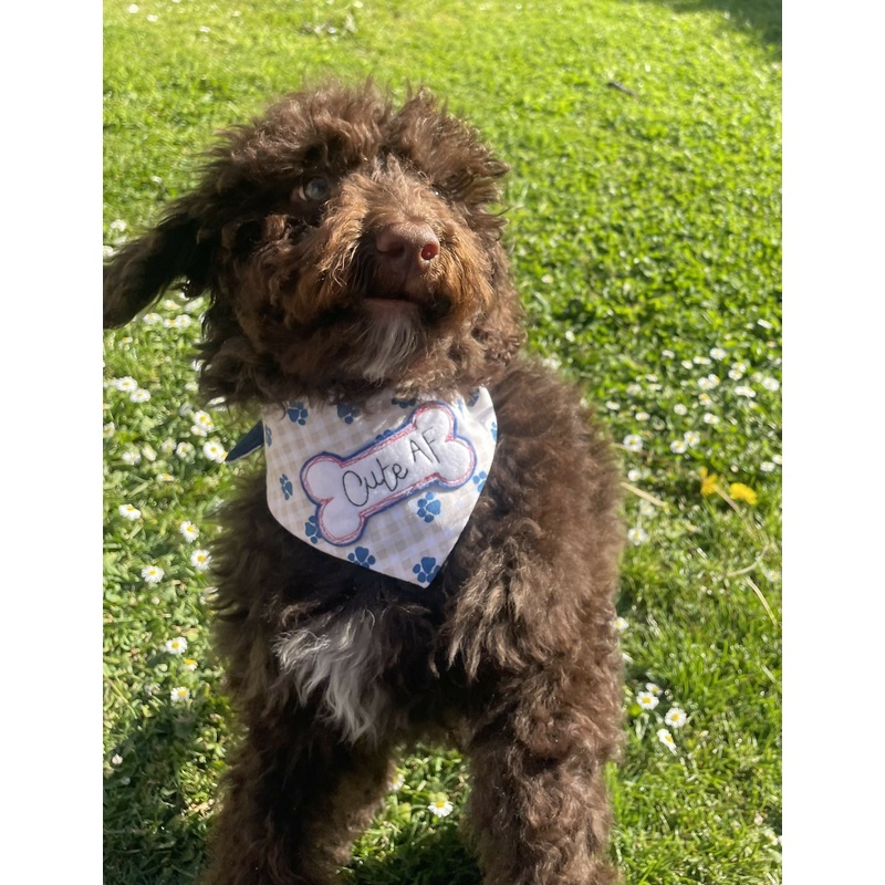 Dog bandana|Extra smal|Small|Medium|Large|Add personalisation