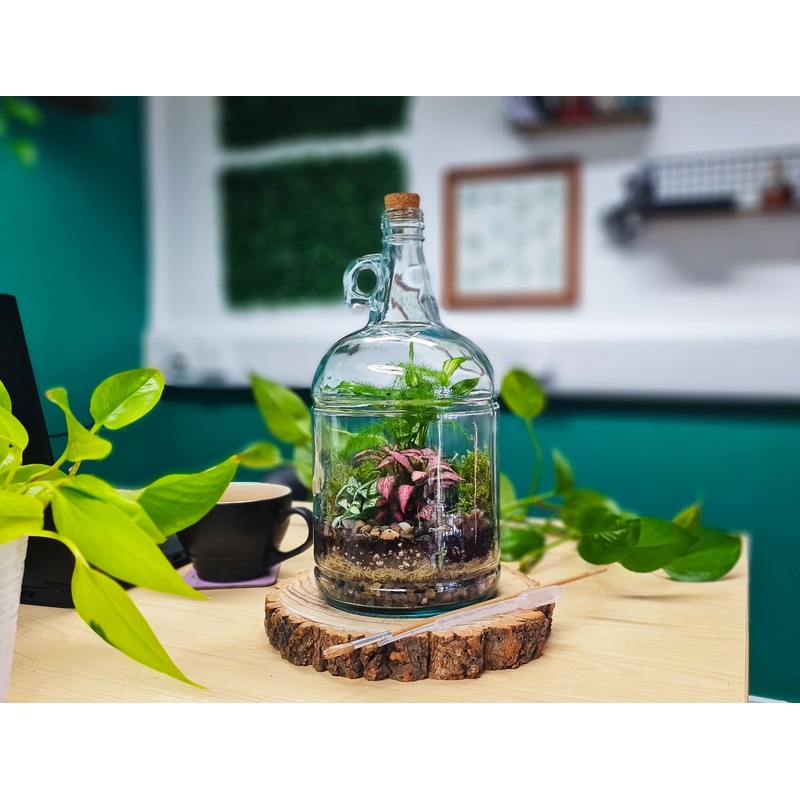 3L Classic Demijohn Terrarium