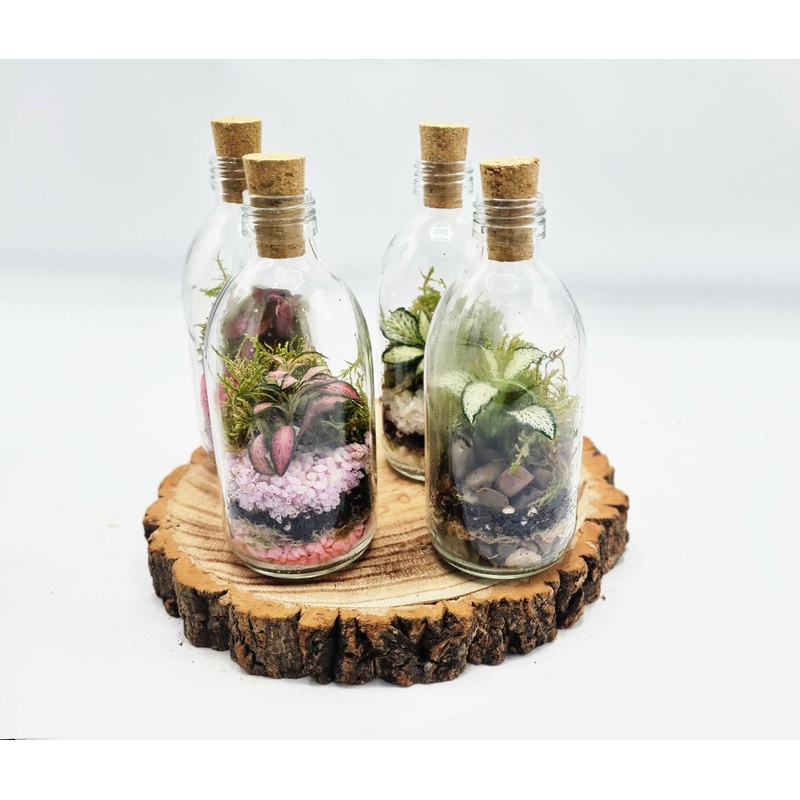 Mini 150ml Milk Bottle Terrarium