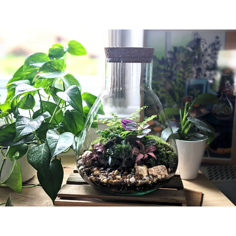 XL Conical Terrarium