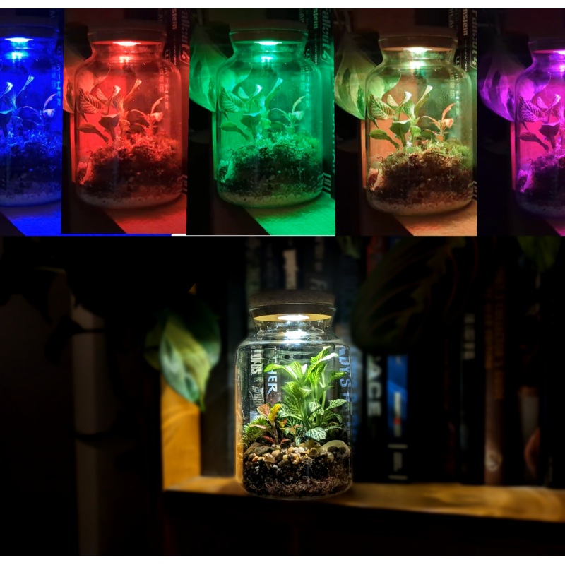 LED Light Up Mini Tall Terrarium