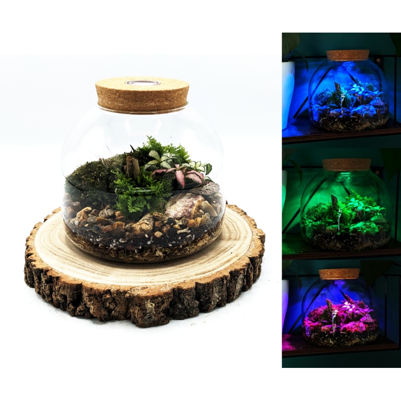 Multicoloured LED Light Up Mini Dome Terrarium
