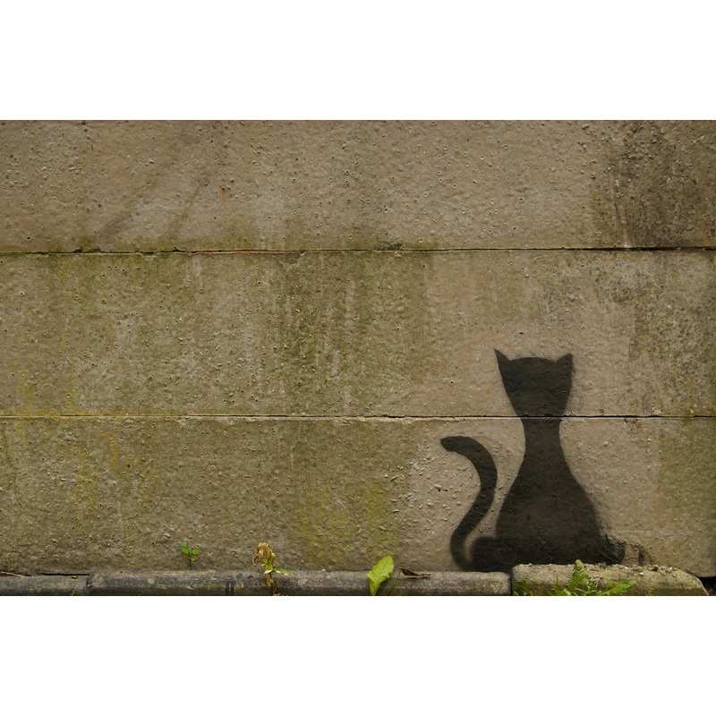 Graffiti Cat – print in A4 Mount
