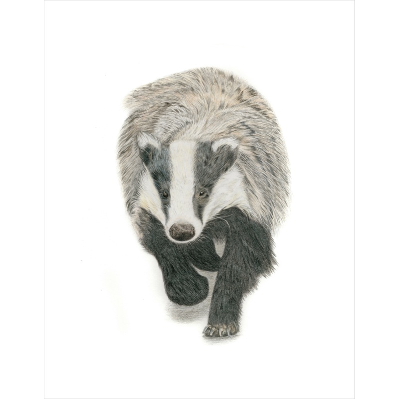 Fine Art Gicle Print of a Badger. Framed or Unframed.