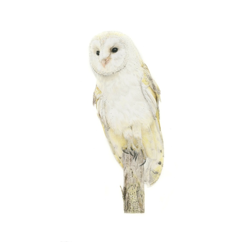 Fine Art Gicle Print of a Barn Owl. Framed or Unframed.