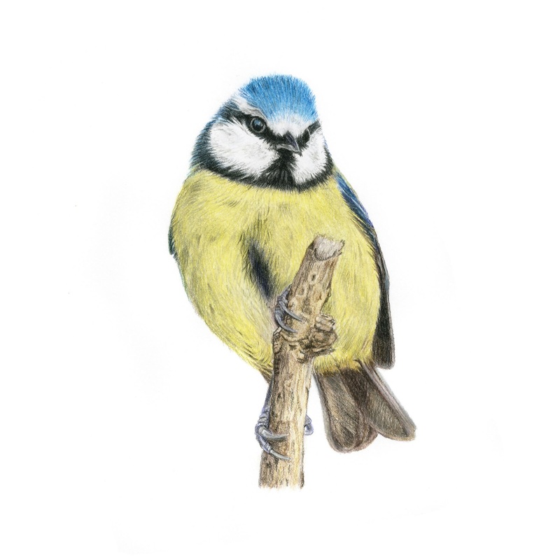 Fine Art Gicle Print of a Blue Tit. Framed or Unframed