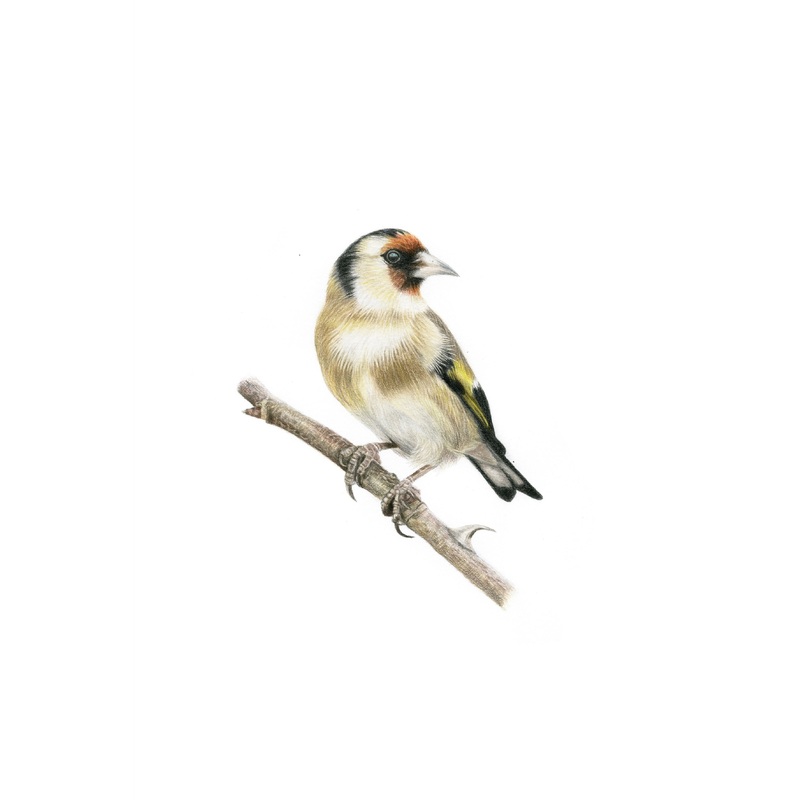 Fine Art Gicle Print of a Goldfinch