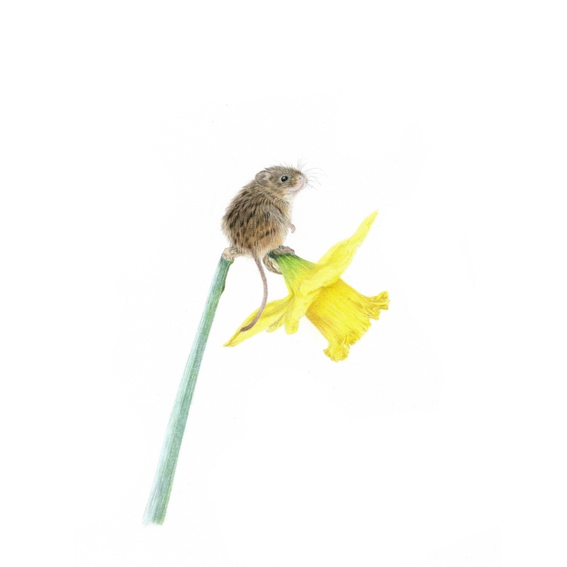 Fine Art Gicle Print of a Harvest Mouse on Daffodil. Framed or Unframed.