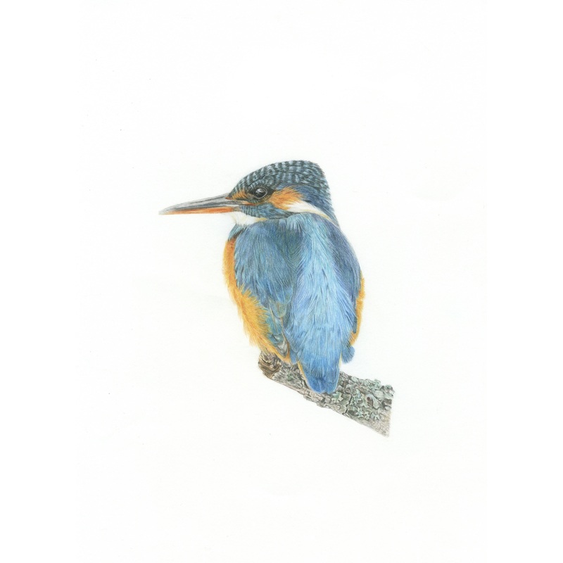 Fine Art Gicle Print of a Kingfisher. Framed or Unframed.