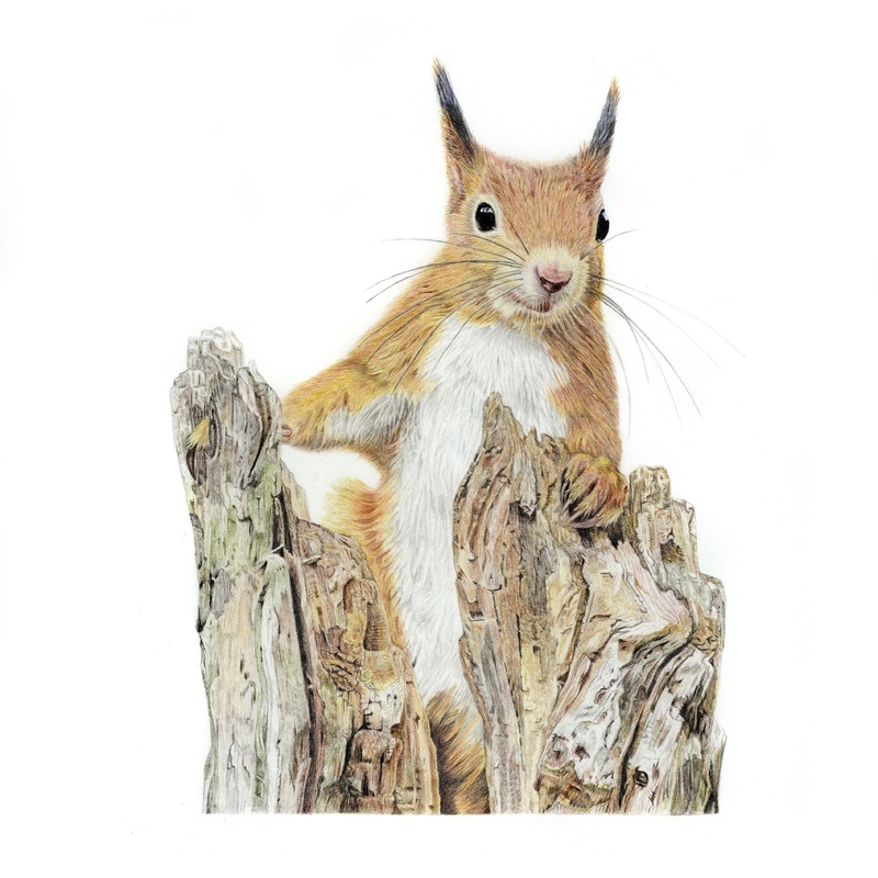 Fine Art Gicle Print of a Red Squirrel. Framed or Unframed.