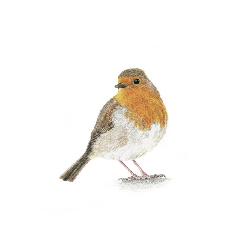 Fine Art Gicle Print of a Robin. Framed or Unframed.