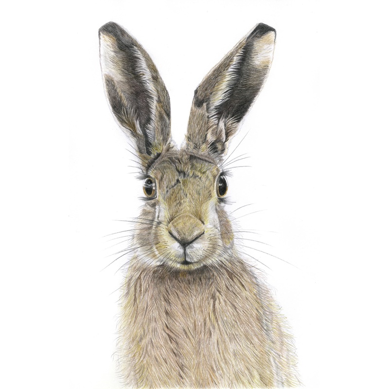 Fine Art Gicle Print of Hare. Framed or Unframed.