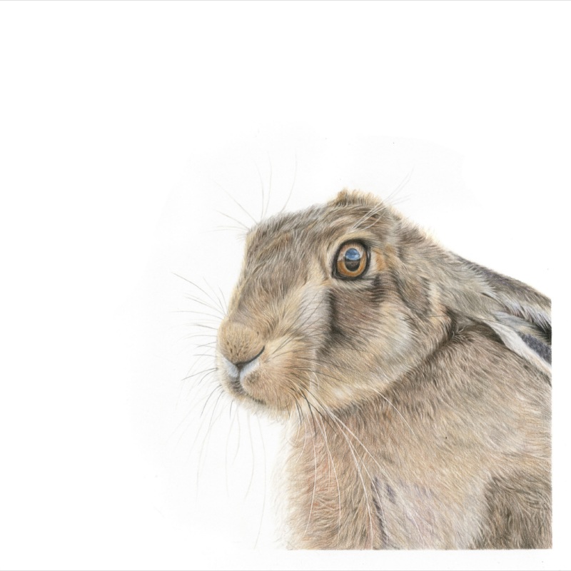 Fine Art Gicle Square Print of Hare The Watcher