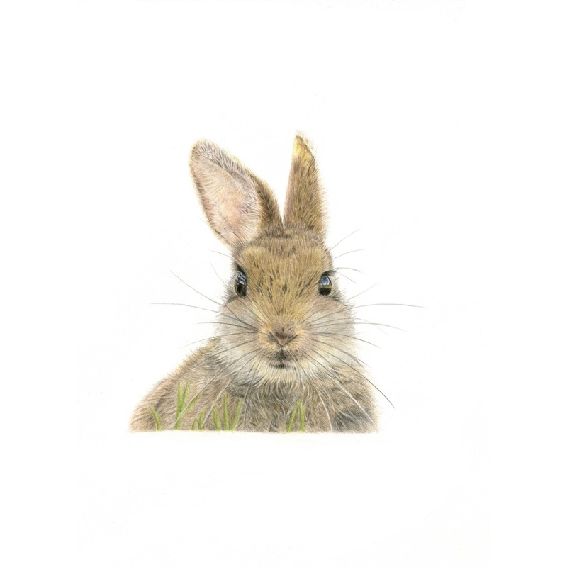 Fine Art Square Gicle Print of a Cute Baby Rabbit