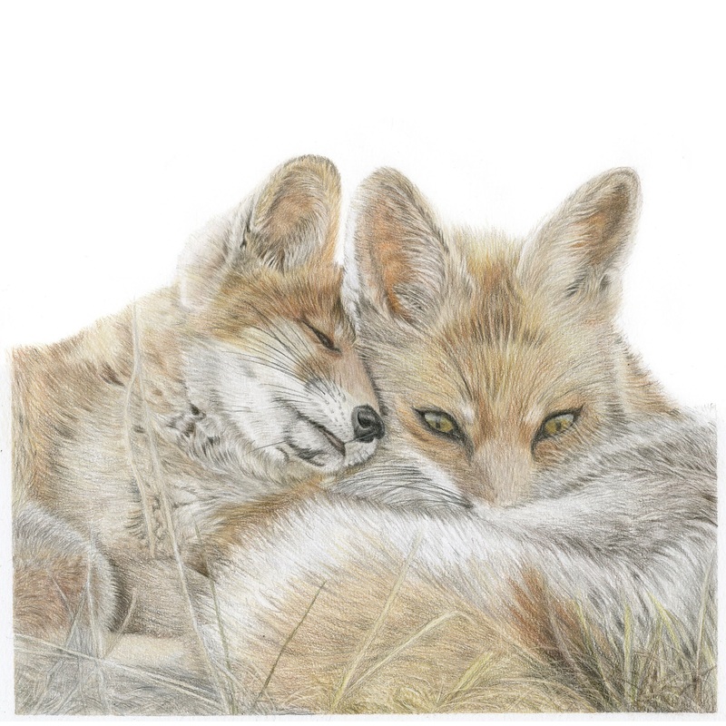 Fine Art Square Gicle Print of a Fox and Cub