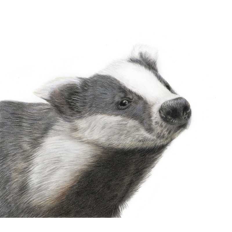 Fine Art Square Gicle Print of Badger