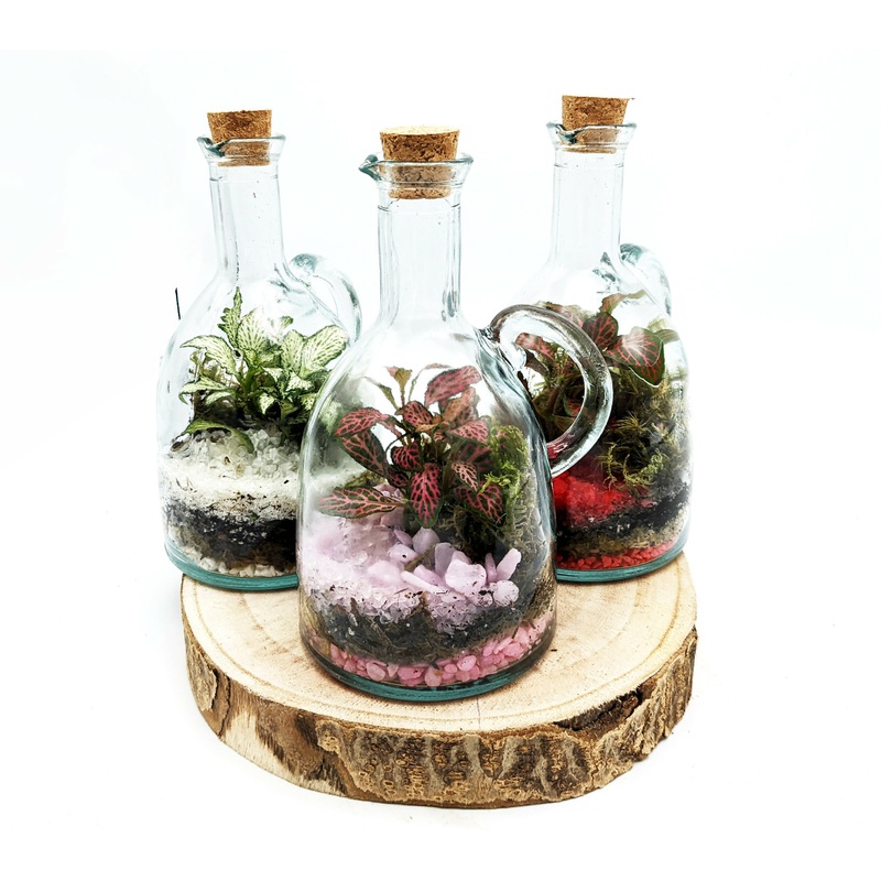 500ml Oil Bottle Terrarium|Pink|Red|Green/White