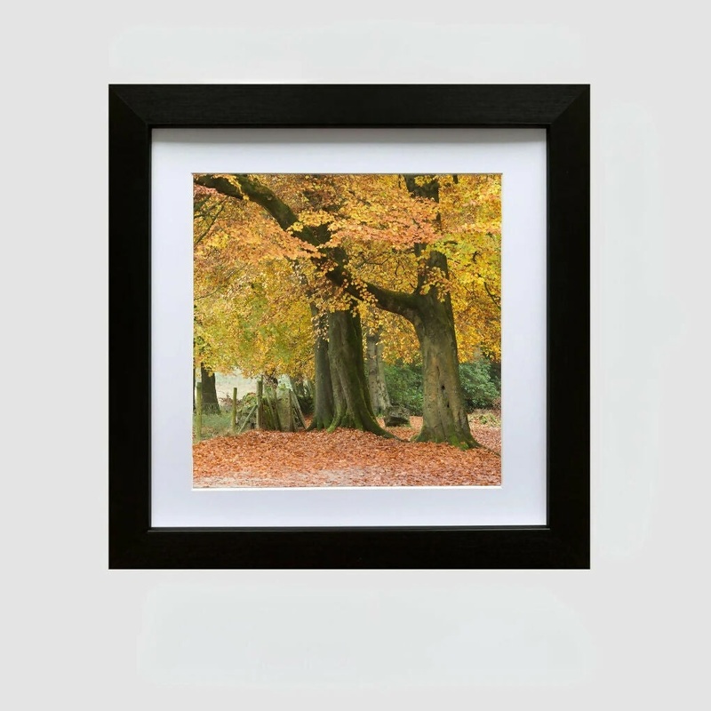 AUTUMN WOODLAND – FRAMED PHOTOGRAPHIC PRINT