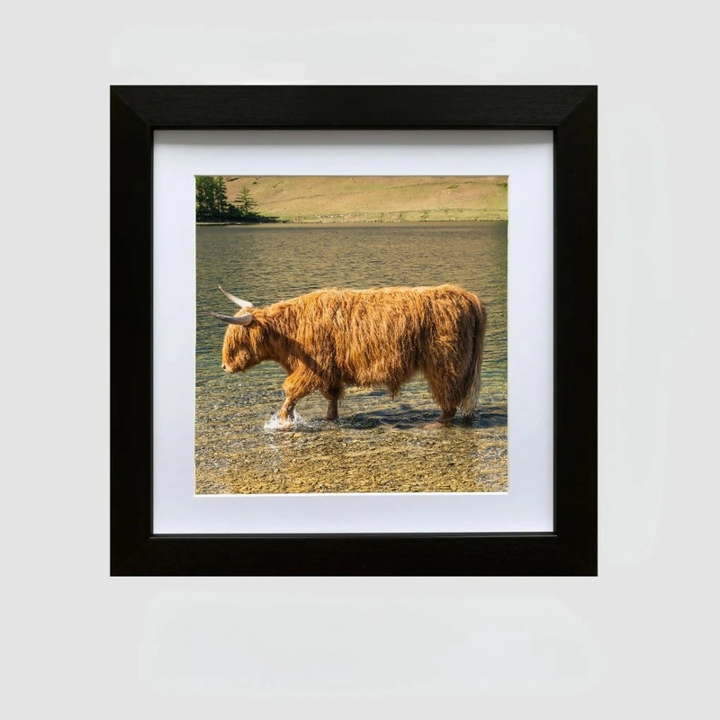 HIGHLAND COW PADDLING AT BUTTERMERE – FRAMED PHOTOGRAPHIC PRINT