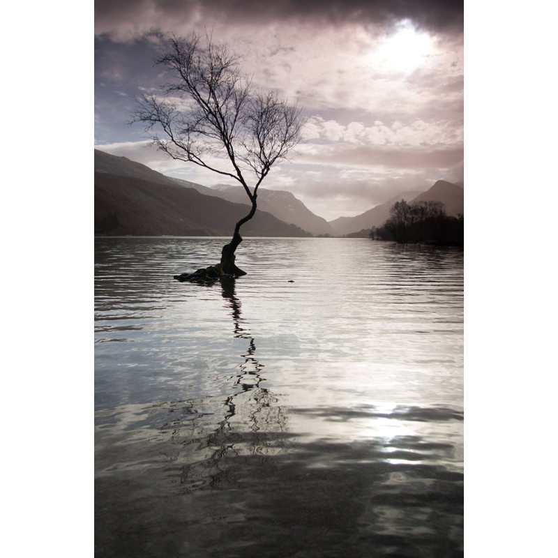 Llyn Padarn Tree – Print in A4 Mount