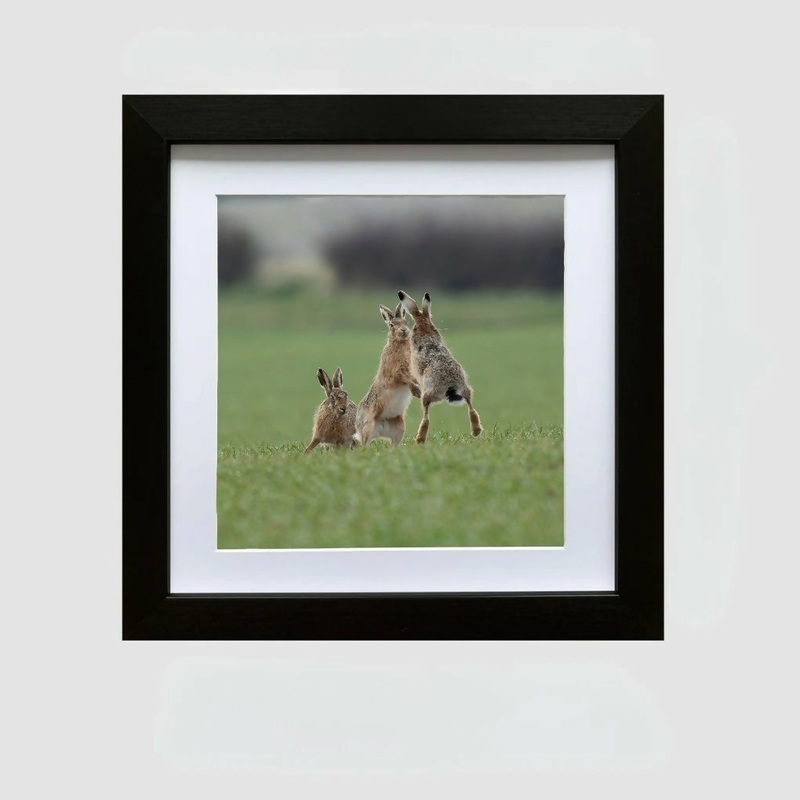 BOXING HARES – FRAMED PHOTOGRAPHIC PRINT