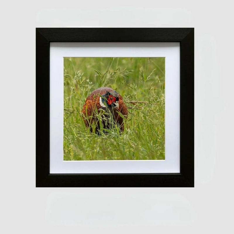 LOOKING FOR LUNCH! PHEASANT IN LONG DEWEY GRASS – FRAMED PHOTOGRAPHIC PRINT