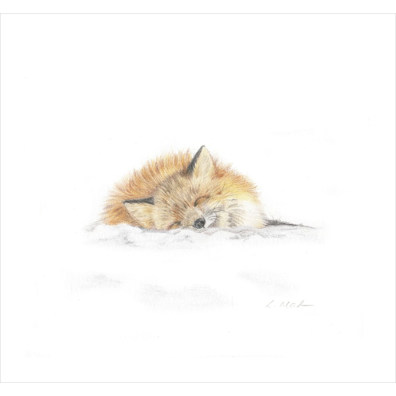 Fine Art Gicle Print of a Sleeping Fox. Framed or Unframed.