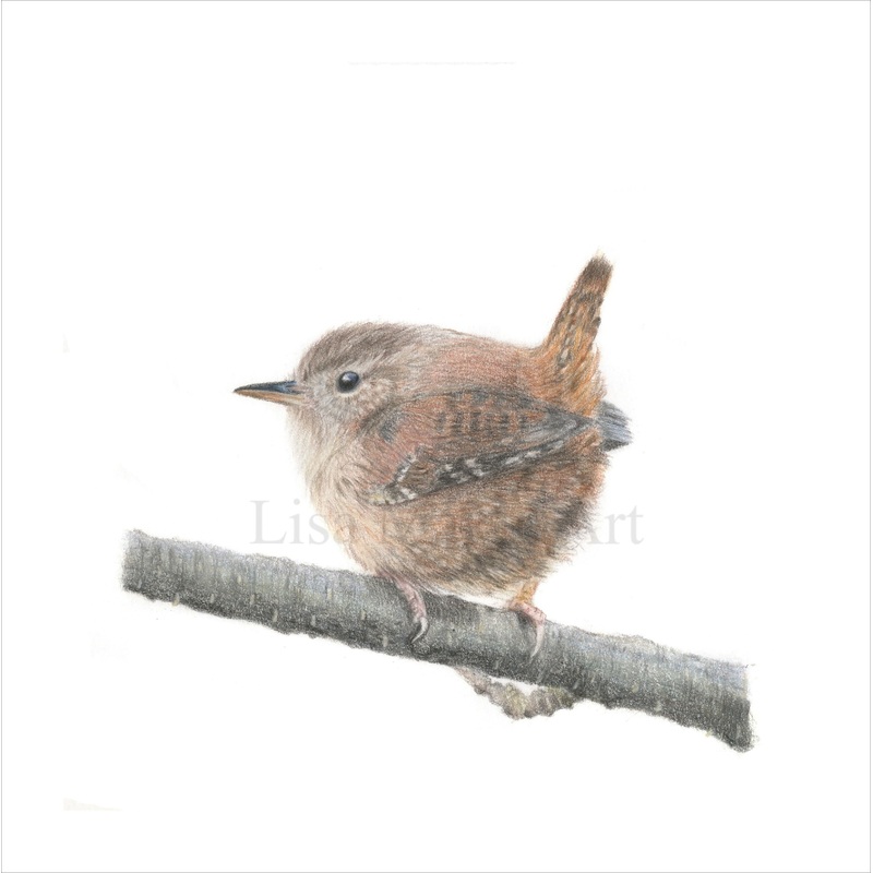 Fine Art Gicle Print of a Wren. Framed or Unframed.