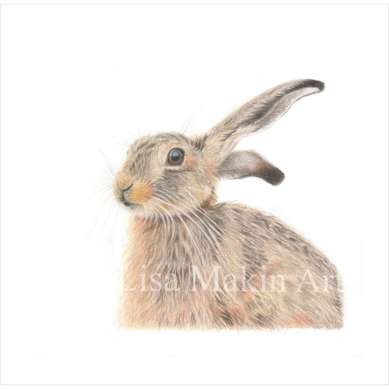 Original Coloured Pencil Drawing of a Hare.
