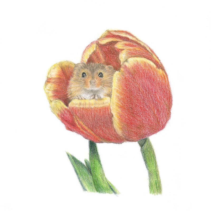 Original Coloured Pencil Drawing of a Harvest Mouse in a Tulip