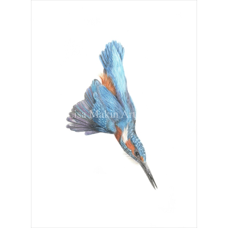Original Coloured Pencil Drawing of a Kingfisher diving.
