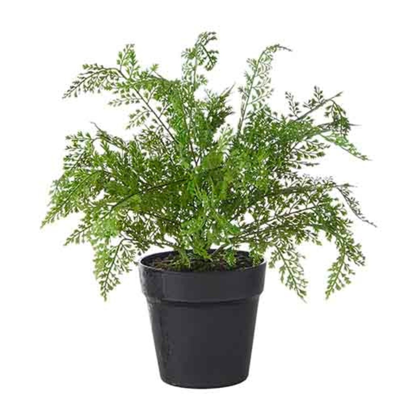 Black Pot Potted Fern