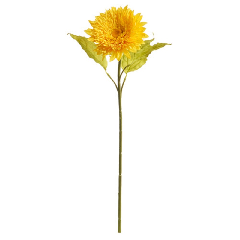 Chrysanthemum Stem -27