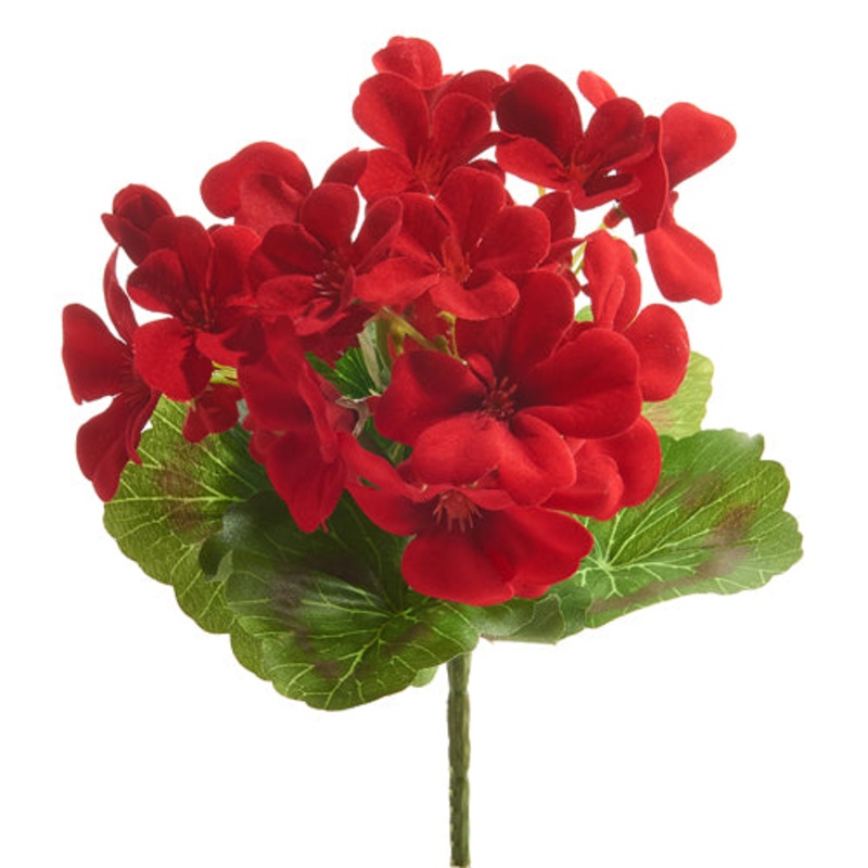 Red Geranium Bush -13.5
