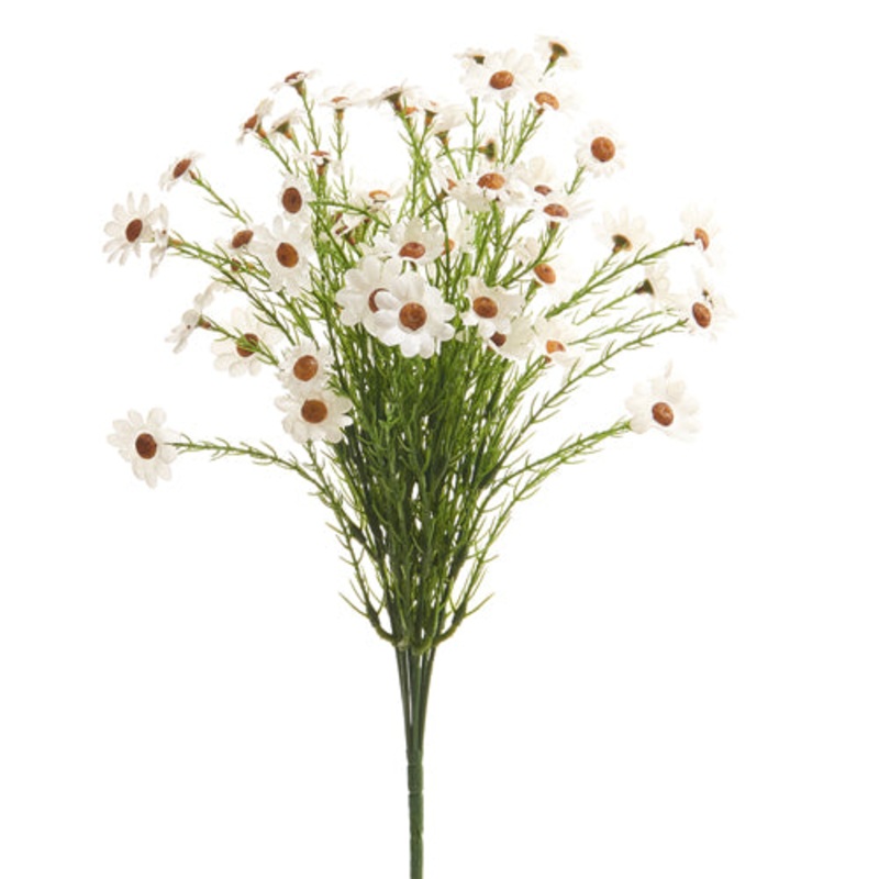 White Daisy Bush -15