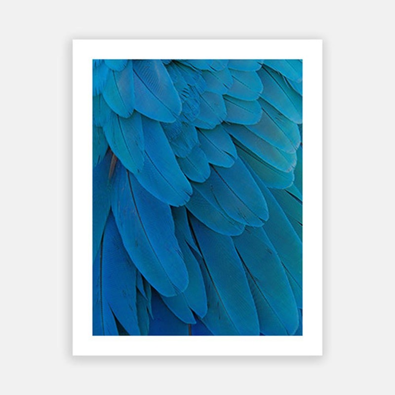 Blue parrot feathers|C – 400 x 500|D – 500 x 600|E – 600 x 760|F – 760 x 1000|G – 1000 x 1300|Matt Photographic Paper|Canvas|None|White|Black|Scandi