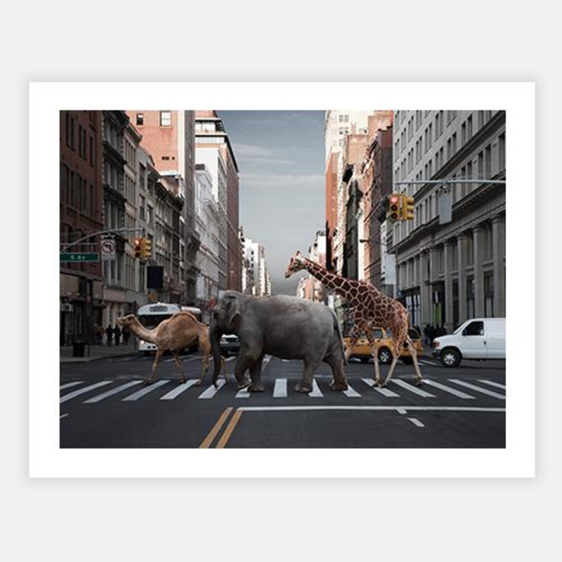 Camel, elephant and giraffe|C – 400 x 500|D – 500 x 600|E – 600 x 760|F – 760 x 1000|G – 1000 x 1300|Matt Photographic Paper|Canvas|None|Black|White|Scandi
