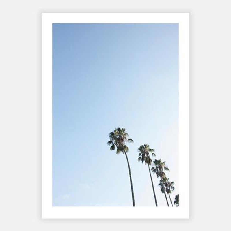 Palm 1|C – 400 x 500|D – 500 x 600|E – 600 x 760|F – 760 x 1000|G – 1000 x 1300|Matt Photographic Paper|Canvas|None|White|Black|Scandi