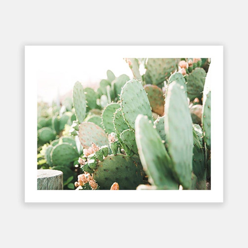 Prickly Pear Cactus Closeup|C – 400 x 500|D – 500 x 600|E – 600 x 760|F – 760 x 1000|G – 1000 x 1300|Matt Photographic Paper|Canvas|None|White|Black|Scandi