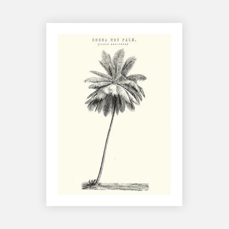 Cocoa Nut Palm|C – 400 x 500|D – 500 x 600|E – 600 x 760|F – 760 x 1000|G – 1000 x 1300|Matt Photographic Paper|Canvas|None|White|Black|Scandi