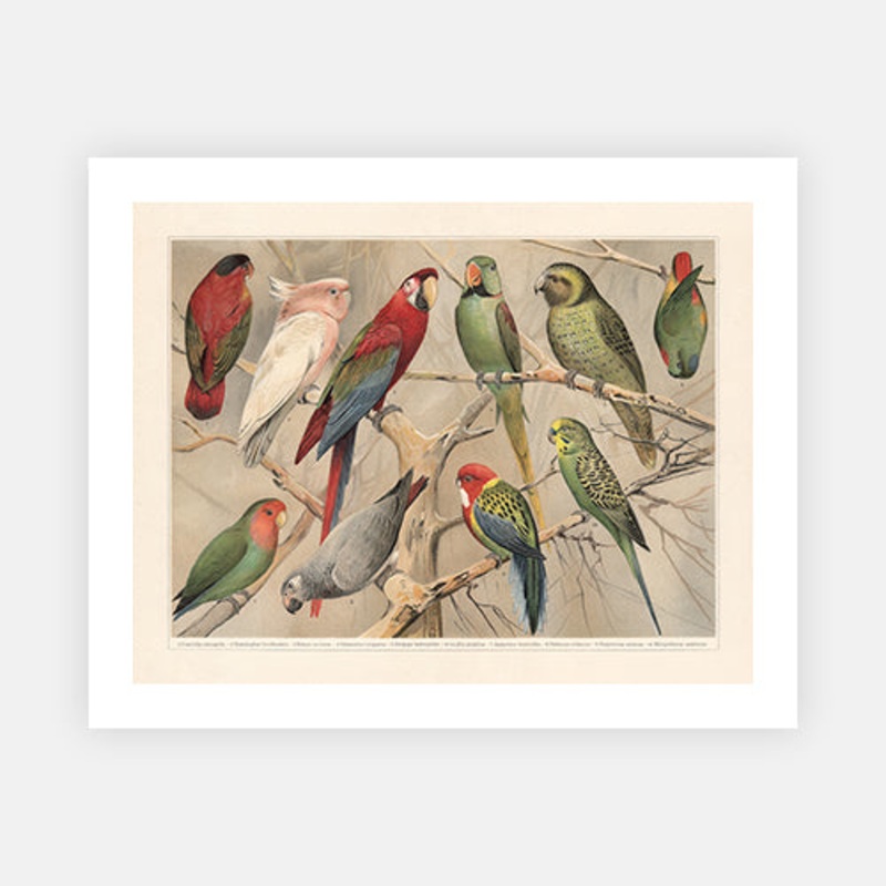 Dossier|C – 400 x 500|D – 500 x 600|E – 600 x 760|F – 760 x 1000|G – 1000 x 1300|Matt Photographic Paper|Canvas|None|White|Black|Scandi