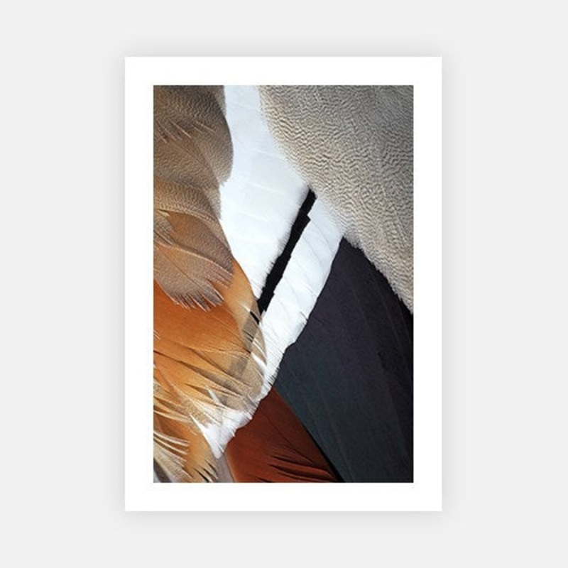 Egyptian Goose 1|C – 400 x 500|D – 500 x 600|E – 600 x 760|F – 760 x 1000|G – 1000 x 1300|Matt Photographic Paper|Canvas|None|White|Black|Scandi