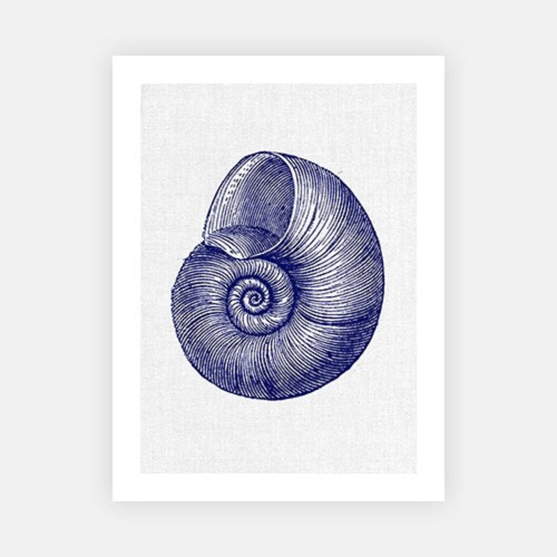 Sea Shell 1|C – 400 x 500|D – 500 x 600|E – 600 x 760|F – 760 x 1000|G – 1000 x 1300|Matt Photographic Paper|Canvas|None|White|Black|Scandi