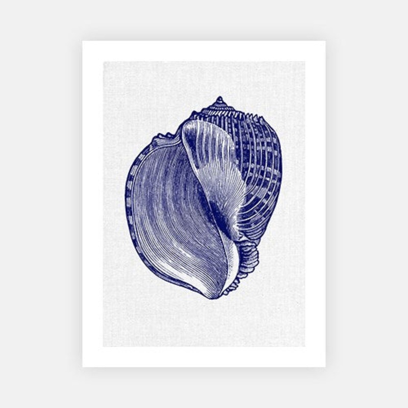 Sea Shell 5|C – 400 x 500|D – 500 x 600|E – 600 x 760|F – 760 x 1000|G – 1000 x 1300|Matt Photographic Paper|Canvas|None|White|Black|Scandi