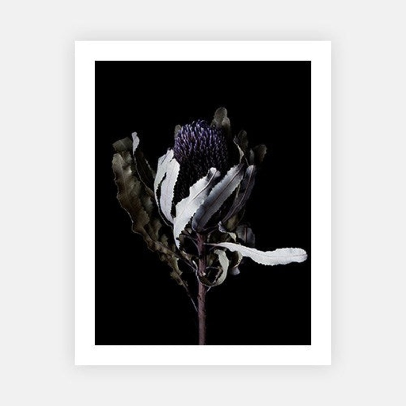 Banksia portrait|E – 500 x 760|F – 660 x 1000|G – 850 x 1300|H – 1300 x 1900|Canvas|Photographic Paper|Rag Paper|None|Black|White|Scandi