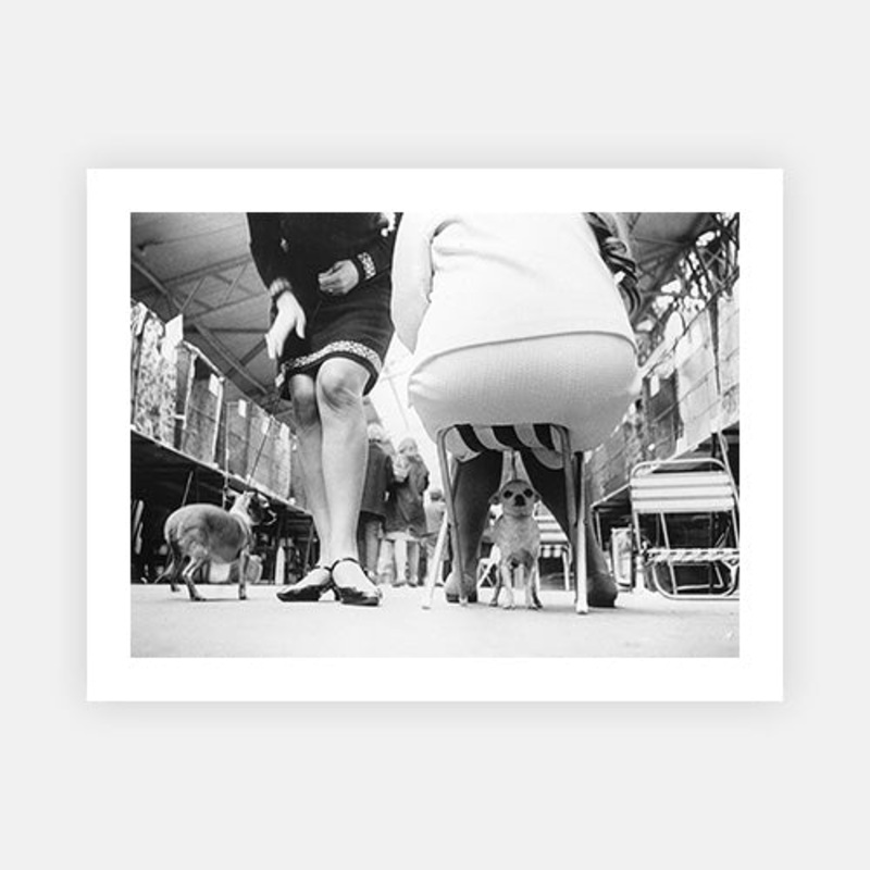 Chihuahuas|B – 195 x 290|C – 320 x 490|D – 390 x 590|Photographic Paper|None|White|Black|Scandi