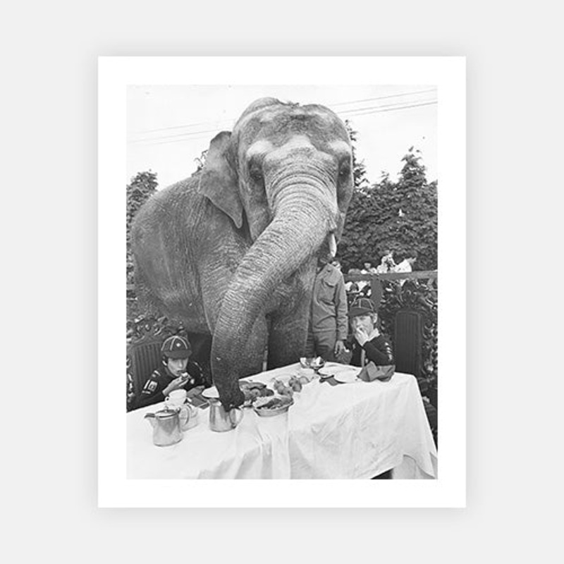 Elephant For Tea|C – 320 x 490|D – 390 x 590|E – 490 x 730|Photographic Paper|None|White|Black|Scandi